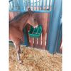 Kerbl Foal Trough Green 9 L 32465
