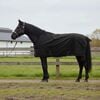 vidaXL Horse Blanket Full Black 75 cm Polyester