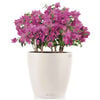 LECHUZA Planter Classico Color 43 ALL-IN-ONE White 13230