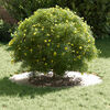 Product Thumbnail Image 3 of 9