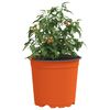 vidaXL Flower Pot 100 pcs Ceramic &Oslash; 15 x 13 cm Plastic