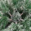 Product Thumbnail Image 6 of 9