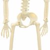 vidaXL Halloween Skeleton 2 pcs White 85 cm PVC