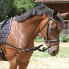 Kerbl Side Reins 2 pcs Black Pony 323599