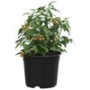 Product Thumbnail Image 3 of 11