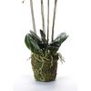 Emerald Artificial Phalaenopsis with Moss White 90 cm 20.355