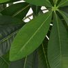 Product Thumbnail Image 2 of 2