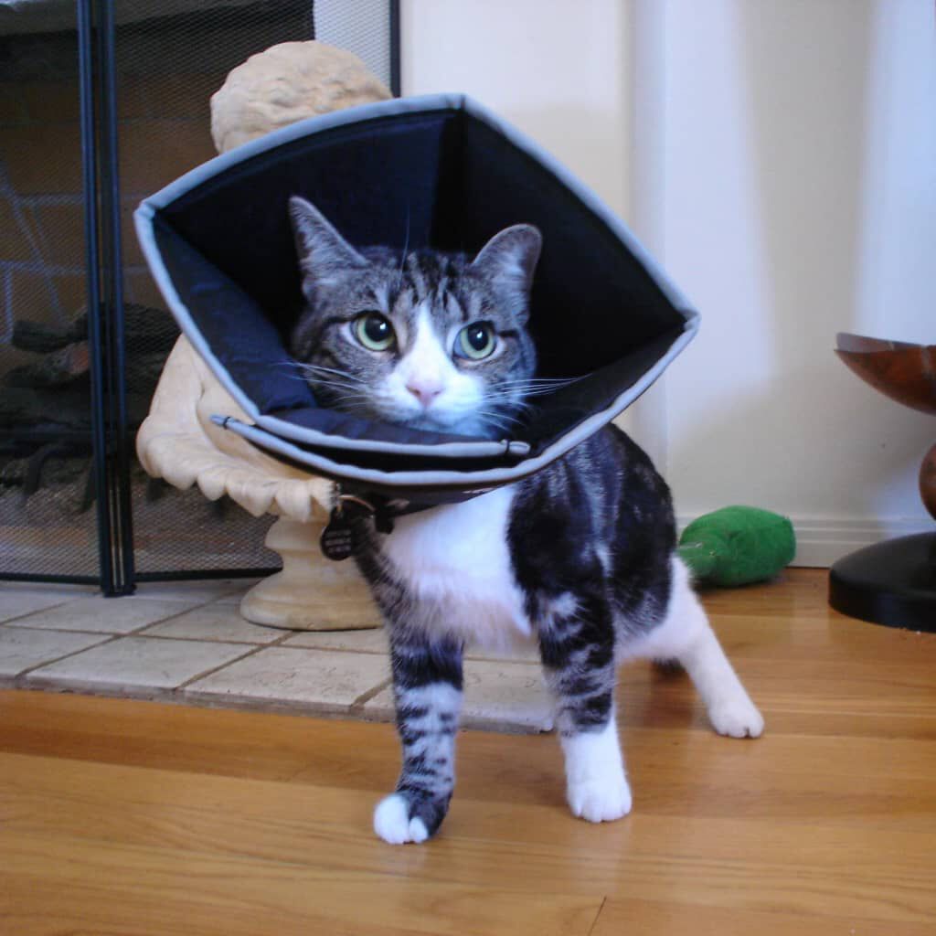 All Four Paws E collar Comfy Cone L 25 cm Black