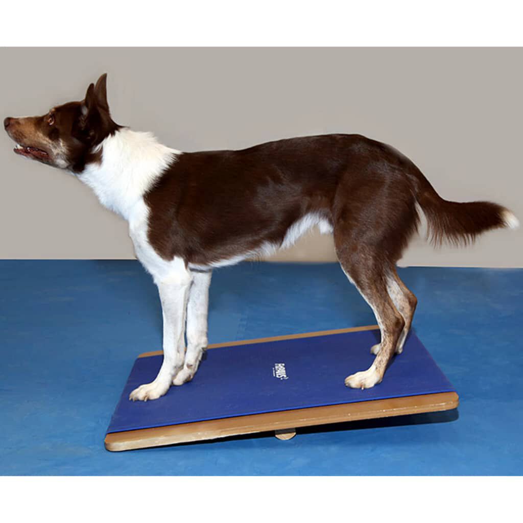 Fitpaws giant rocker board shop