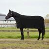 vidaXL Horse Blanket Black Polyester
