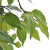 Product Thumbnail Image 2 of 2