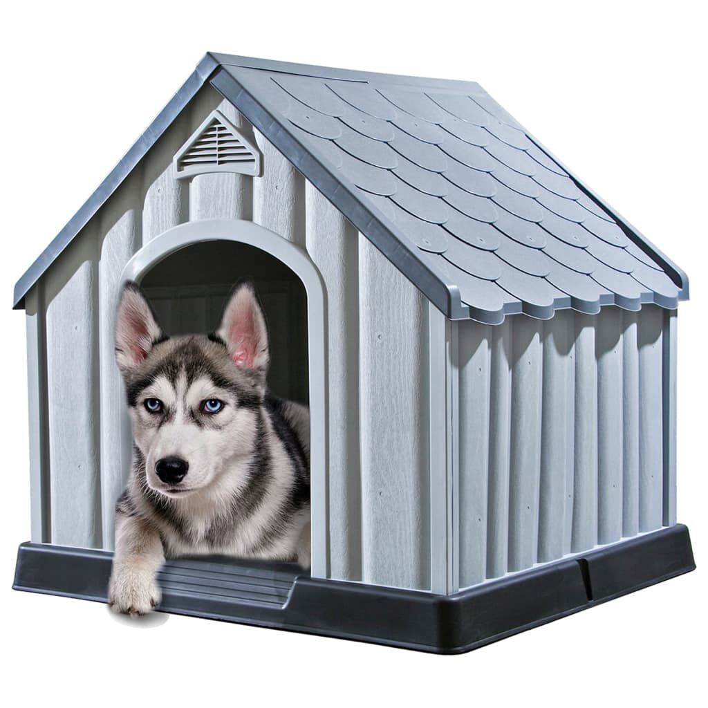 Grey house dog 2025
