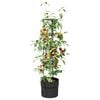 Product Thumbnail Image 3 of 5
