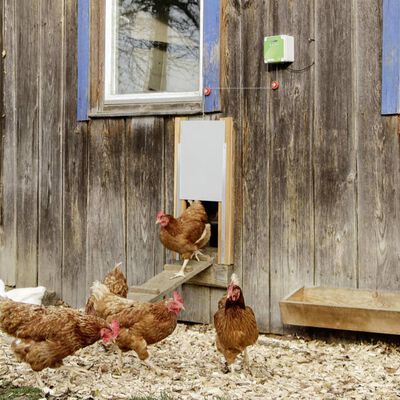Kerbl Automatic Chicken Coop Door Set 300x400 mm 70546