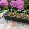 Nature Propagator Mini Kit 4x16 Cells