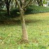 vidaXL Jute Roll 0,25x25 m 100% Jute 200 gsm