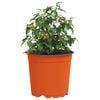 Product Thumbnail Image 3 of 11