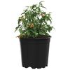 vidaXL Flower Pot 200 pcs Black &Oslash; 15 x 13 cm Plastic