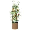 Product Thumbnail Image 3 of 6