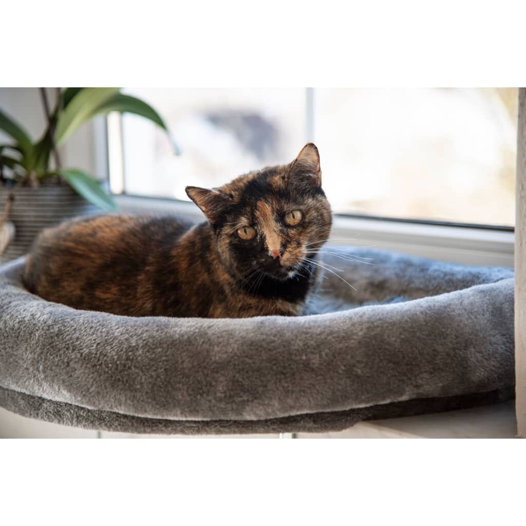 Cat window discount bed
