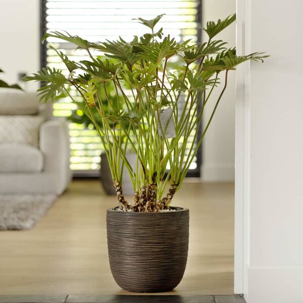 Capi Egg Planter "Nature Rib" 43x41 cm Dark Brown