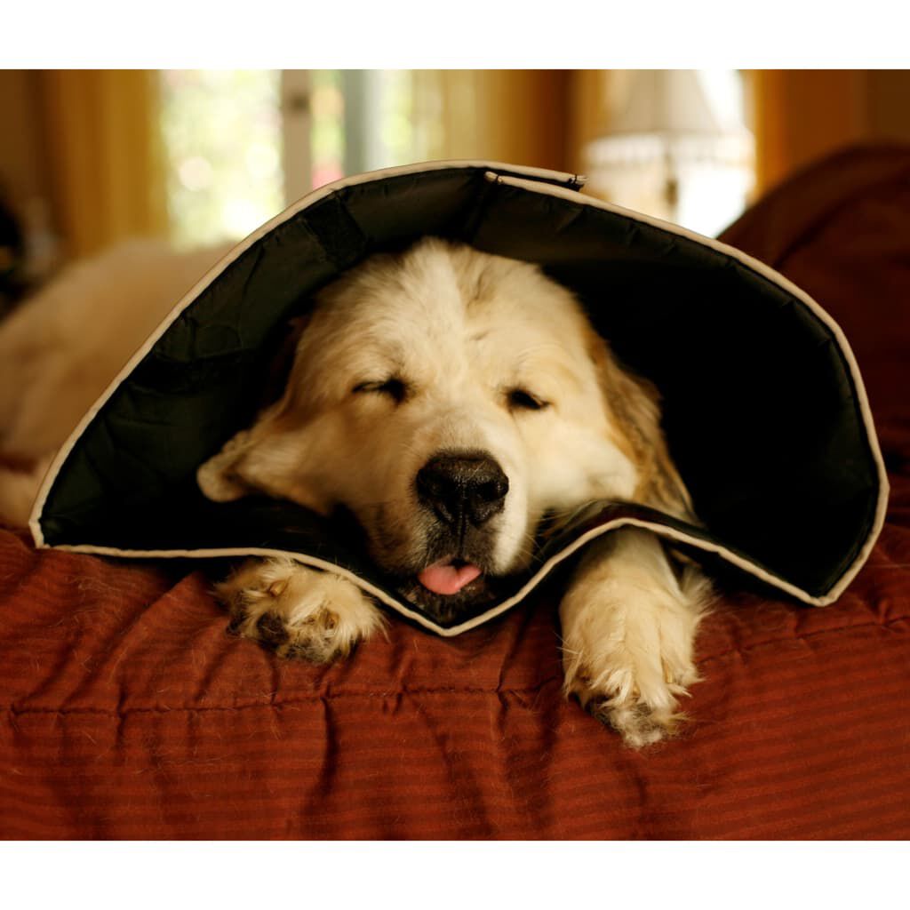 All Four Paws E collar Comfy Cone L 25 cm Black