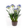 Emerald Artificial Agapanthus 75 cm Blue