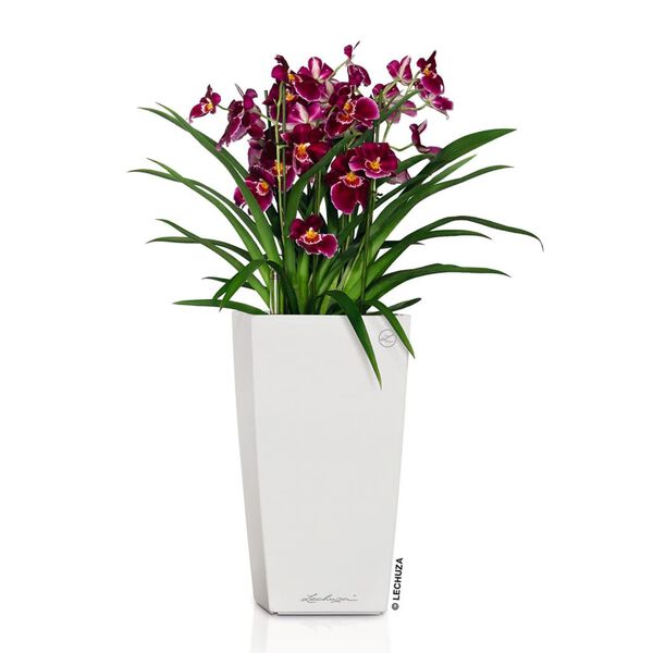 LECHUZA Planter Cubico 22 ALL-IN-ONE High-gloss White