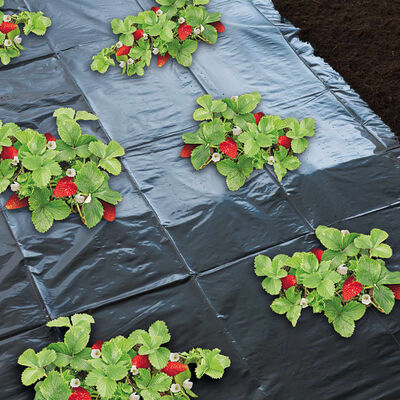 Nature Mulch Sheet for Strawberries 1.4x20 m 6030231