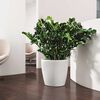 LECHUZA Planter Classico Color 43 ALL-IN-ONE White 13230