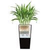 LECHUZA Planter Cubico 40 ALL-IN-ONE Charcoal 18194