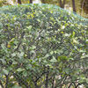 Product Thumbnail Image 4 of 4
