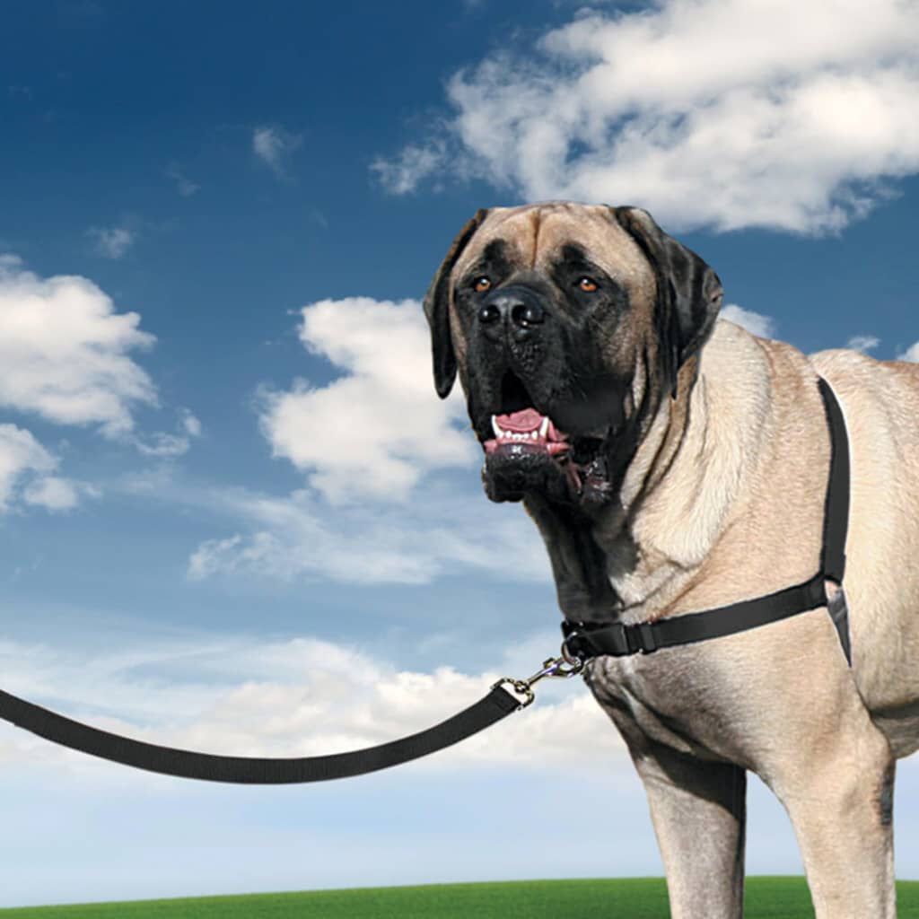 Easy walk harness sales xl