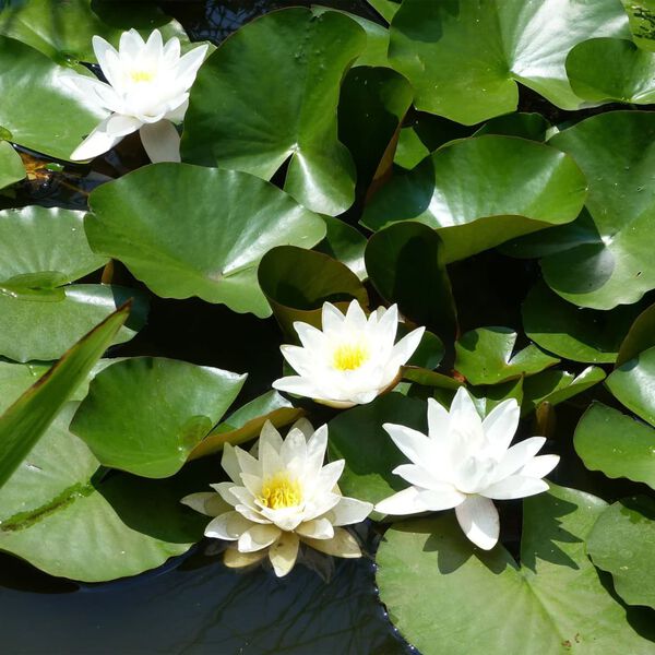 Ubbink Filter Balls 340g