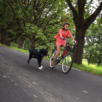 SPRINGER Dog Bicycle Exerciser Kit
