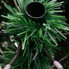 Product Thumbnail Image 6 of 9
