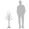 Product Thumbnail Image 7 of 8
