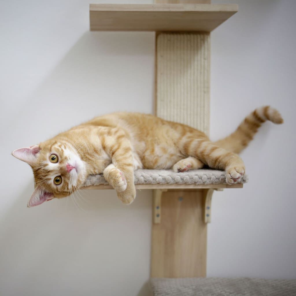 Wall cat scratching 2025 post