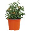 Product Thumbnail Image 3 of 11