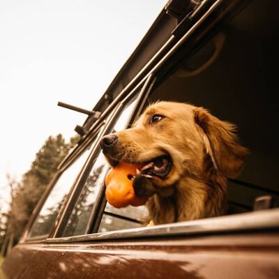 West Paw Dog Toy with Zogoflex Tux Tangerine Orange S