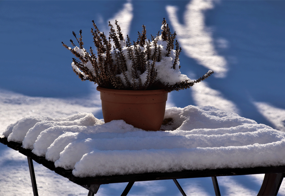 Winter garden preparation