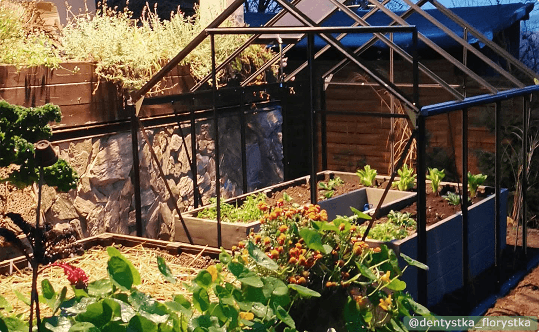 Gardening in a greenhouse