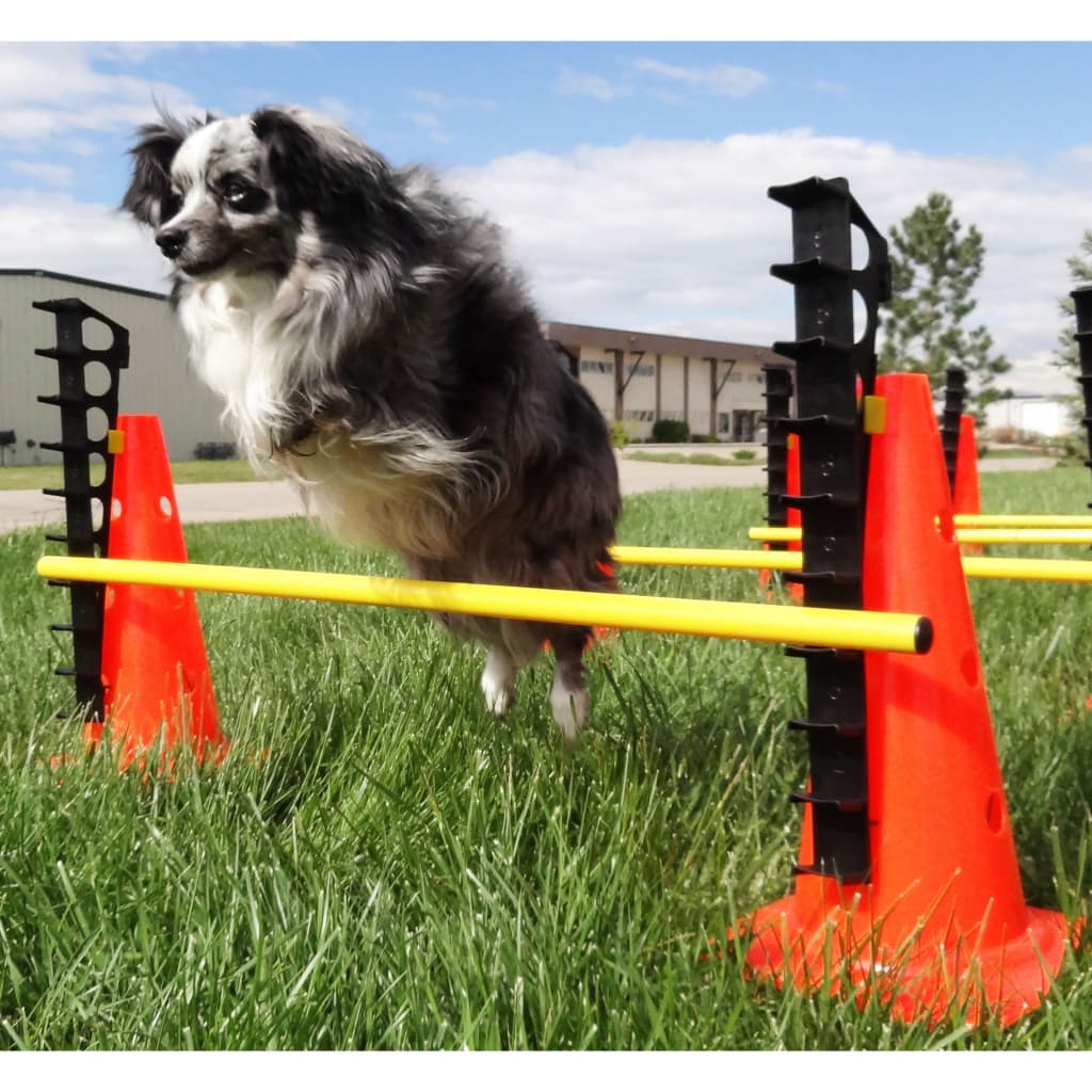 Dog store agility hurdles