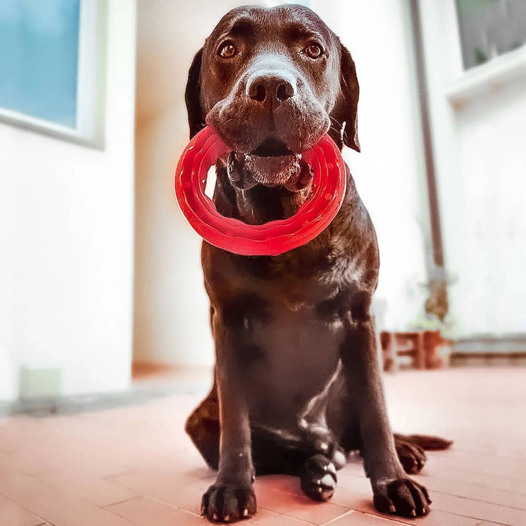 Ferplast hotsell dog collar
